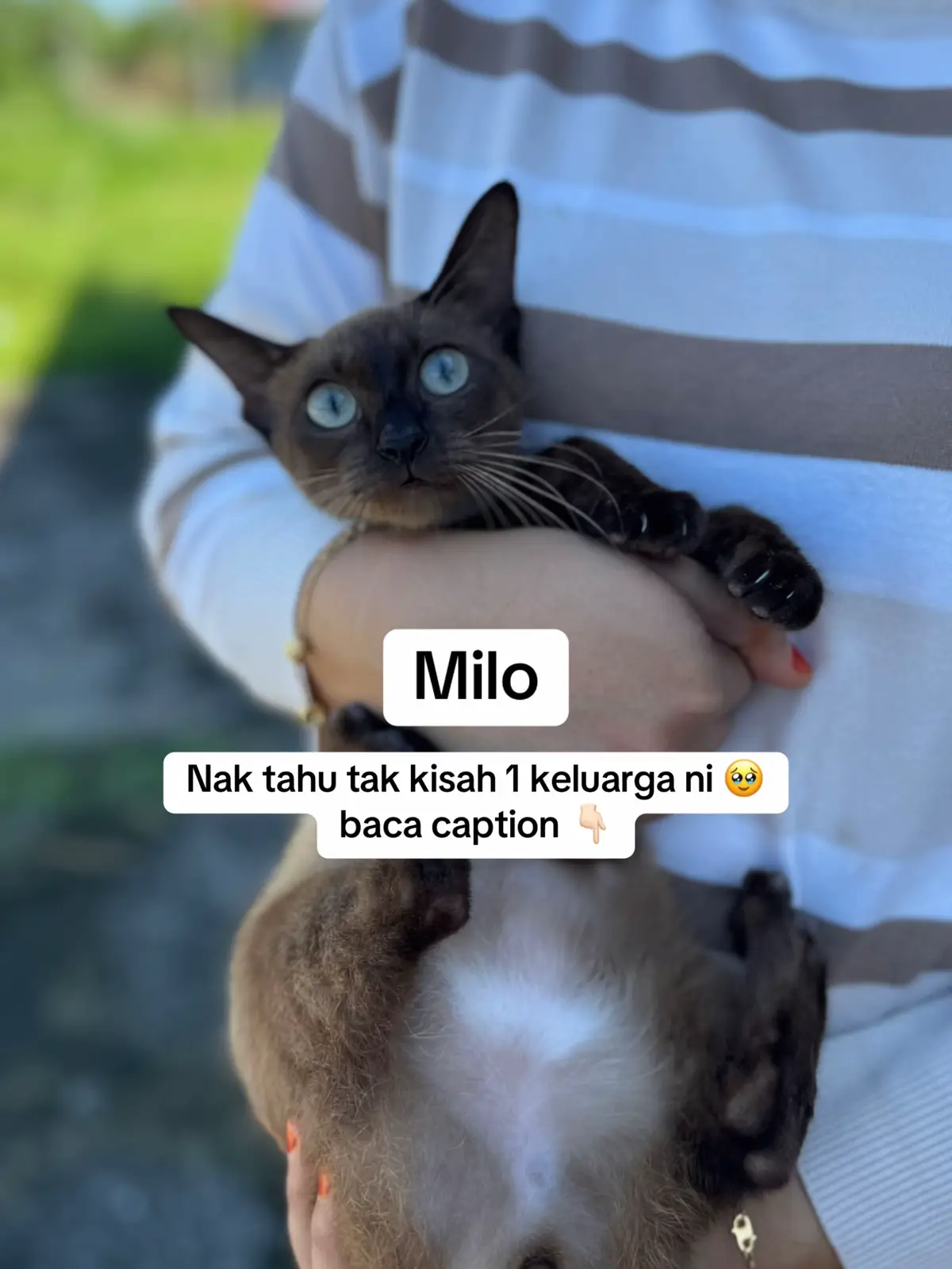 comel kan semua tapi owner dia dah pergi buat selamanya, owner dia dah inform kakak yg dia risau anak anak kesayangan dia mcm mna kalau umur dia tak panjang. tak sangka pula betul betul owner pergi buat selamanya. now dalam jagaan kakak, kakak perlu kembirikan semua sebelum di beri adopt kepada org. 5 betina 1 jantan. diorang dah 2 bulan dgn kakak cuma kakak blm sempat kembirikan. dkt hujung video ada list item kakak utk support kembiri diorang. support kakak ya #adoptdontshop #pencintakucing 