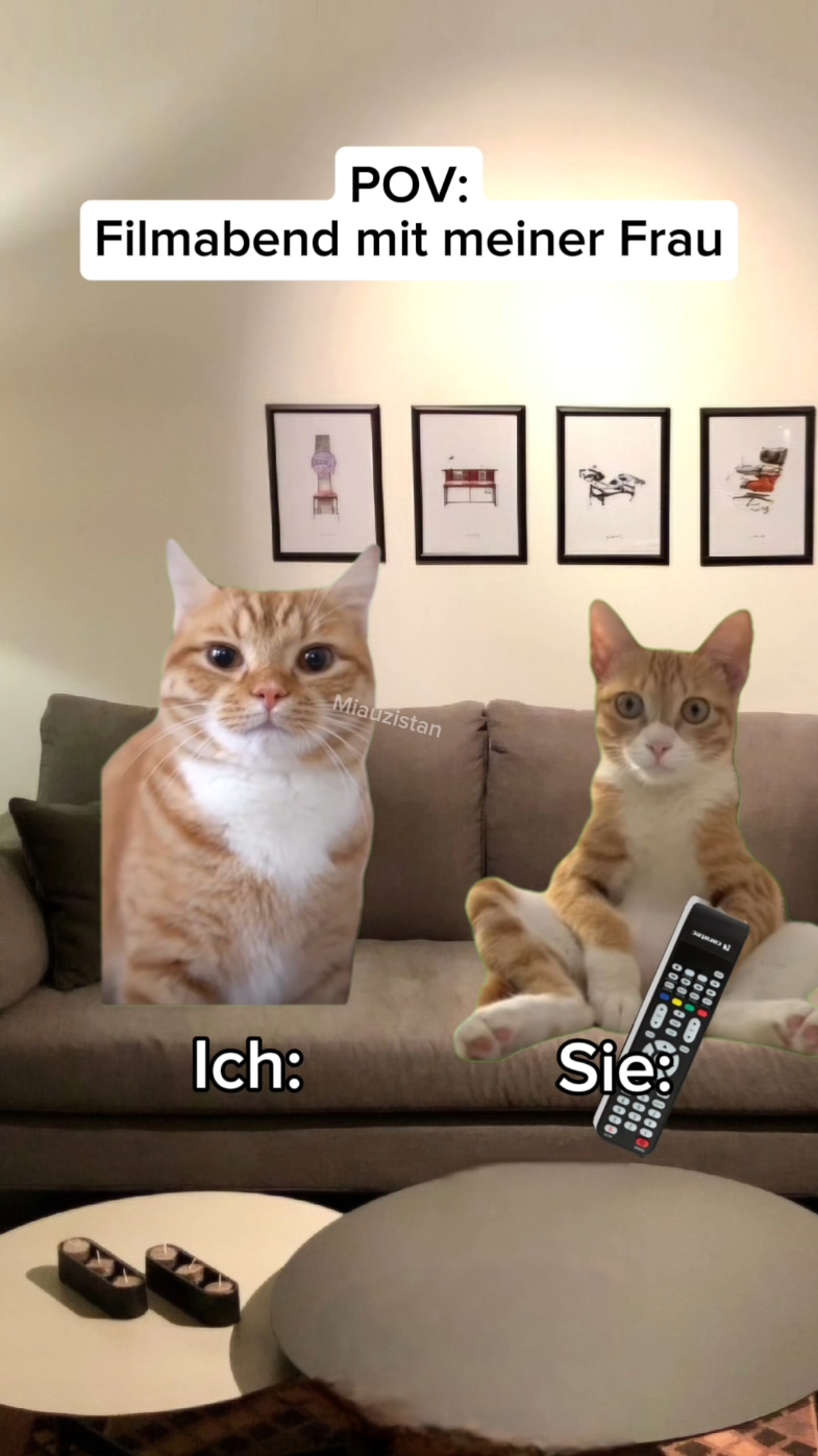 Wer schläft auch immer ein ? 😹 #Katzen #Memes #lustig #Cat #Meme #funnyvideo #tiktok #fyp #catsoftiktok #couple 