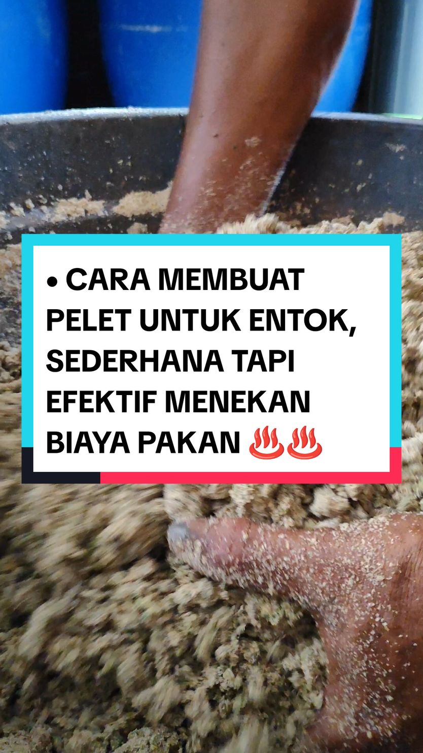 CARA MEMBUAT PELET SEDERHANA UNTUK ENTOK -- #azolla #azollamicrophylla #azollafarming #peternak #entok #pakanalternatif #kanganeka #purwakarta #anekachannelofficial #ideusaha #pakanmurah #inspirasi #inspirasiusaha #usahamodaltenaga #bahanpakanternak #bahanpakanentok #idebisnis #motivasisukses #kiatsukses #pejuangreceh #peluangkerjasama #peluangbisnis #entokrambon #entokjumbo #entokmile #dod #doc #doe #itikserati #kolamazolla #usahajelangpensiun #usahasukses2024 #usahapopuler2023 #usahapopuler2024 #peternakjawabarat #petanijawabarat #petanipurwakarta #yearontiktok #yearforyou #youtuberpurwakarta #tiktokerpurwakarta #usahacepatbalikmodal #usahakecilsukses #usahamodalkecil #usahayangcocokdidesa #usahayangcocokuntuksampingan #usahayangcocokuntukanakmuda #wirausahamuda #peternaksukses #jabarjuara #kandangentok #caraternakentok #menthok #entog #carabuatpakanmurah #carabuatpakan #carabuatpakanentok #telurentok #anakentok #basur #sangkep #gumaret #gumantung #dara #pejantan #entokdragon #bebekmandarin #unggas #peternakunggas #komunitasentokindonesia #motivasihidup #motivasisukses #entokjumbo #entokhias #ayamkampung #dod #doc #doe #jumboblitar #usahasendiri #usahawanmuda #usaharumahan #dedak #kayambang #ecenggondok #gedebongpisang #ayam #ayamkampung #ayampetelur #agenentok #marketentok2024 #sejatifarm #sedjatifarm #bondolkaji #entokriple #farm99 #peternakbekasi #tepungikan #mesincetakpelet #cetakpelet #mesingilingikan #mesingilingkeong #hargadaging2024 #hargaentok2024 #hargaayam2024 #hargajelanglebaran #mesintetas #mesintetastelur #telurayam #telurbebek #telurentok #doc #dod #doe #mesintetasotomatis #mesintetas50 #mesintetas80 