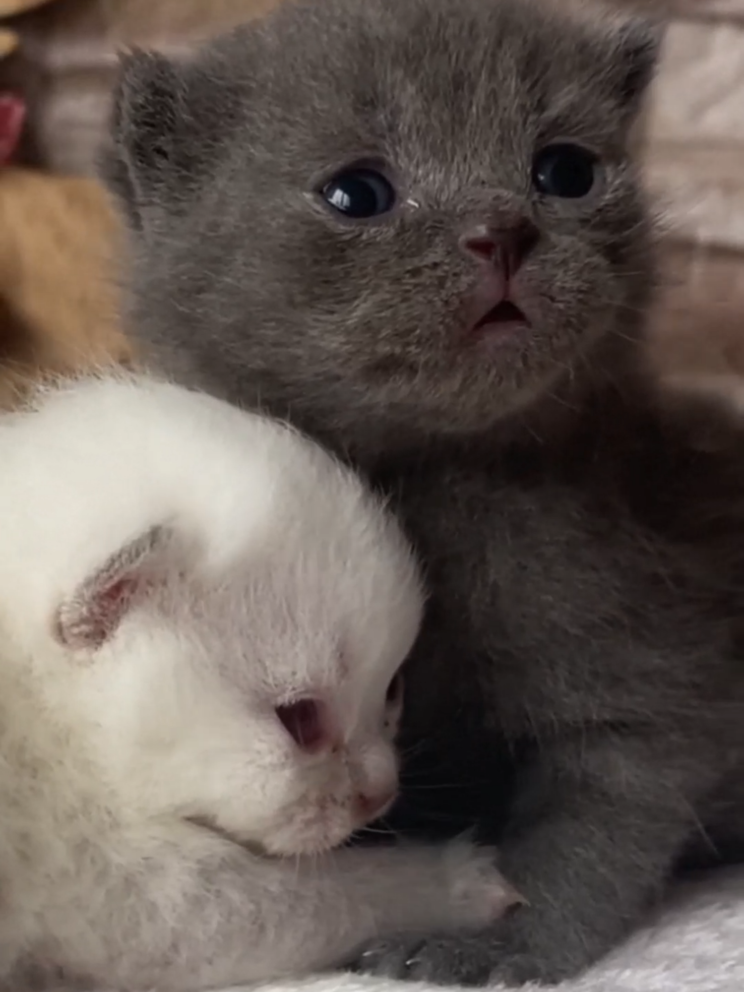 Kitten Thor loves his sister