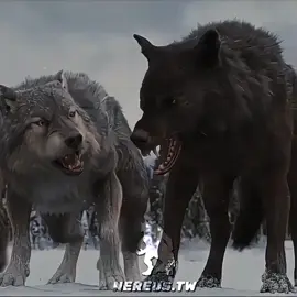 Real Werewolves #teenwolf #deucalion #deucalion #peterhale 