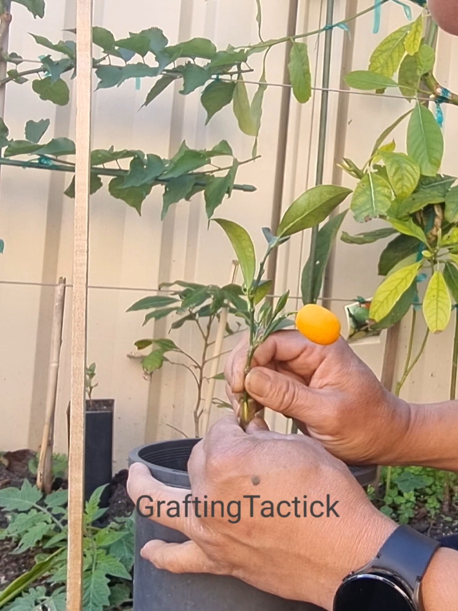 kumquat grafting technique #graftingtactick #plantgod_usa #garden #plants #fruit #fyp #fypシ゚viral 