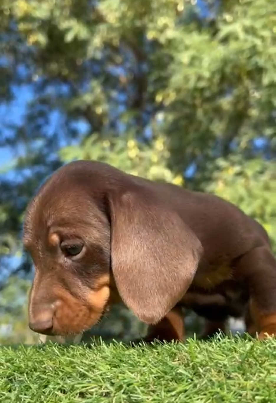 Cachorrito disponible teckel  color chocolate @teckeldelosbosques  Mas info y reservas por whatsapp al 604976776 #teckelpuppy #dachshund #teckel 