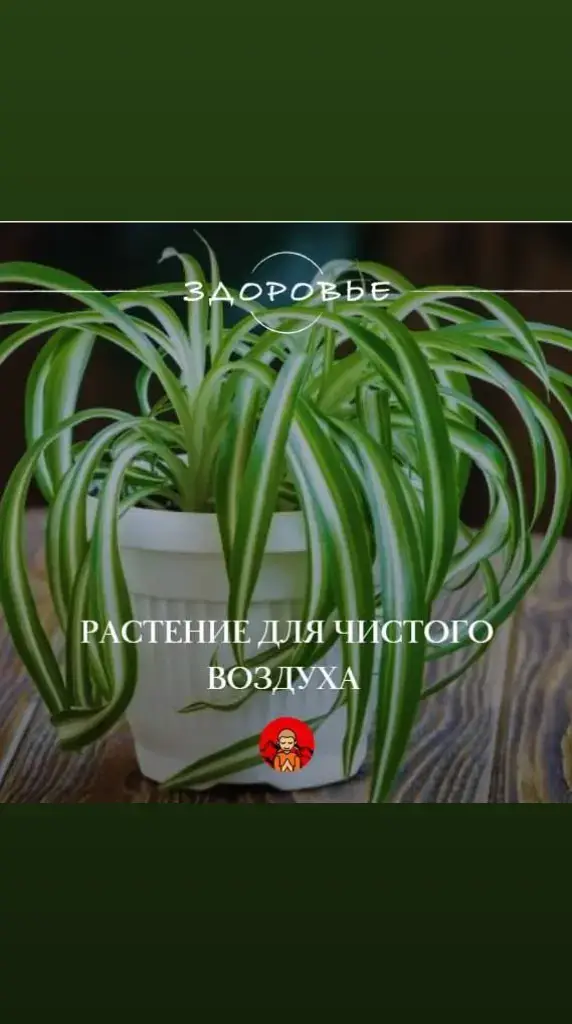 😍 Хотите чистый воздух - поставьте дома хлорофитум Это кустистое растение выделяет в воздух активные летучие вещества, которые подавляют рост бактерий и грибков, снижает количество вредных химических веществ.  В помещениях, где находятся эти растения, легче дышится и думается.  🍀 Место для хлорофитума нужно выбрать солнечное, полив проводят регулярно.  👉Здоровье на Тибете