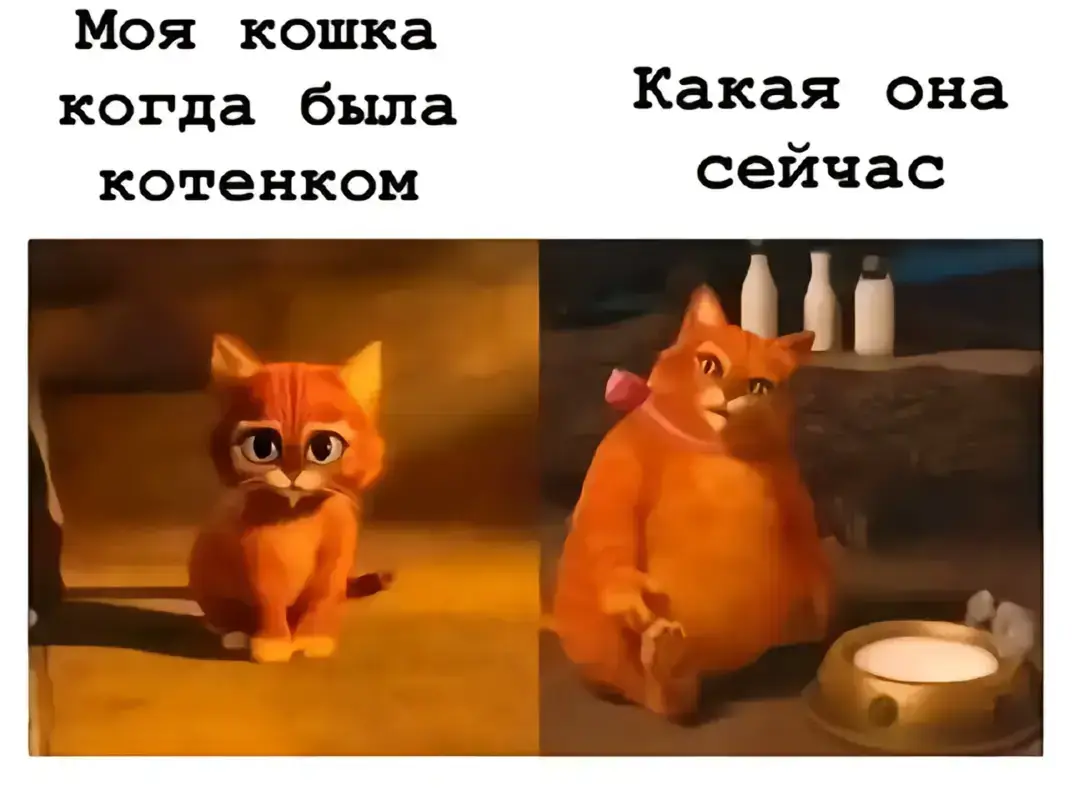 слон 