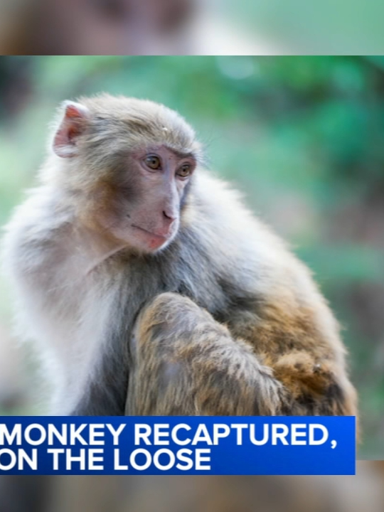 The ongoing operation to capture 43 monkeys that escaped from a South Carolina lab nabbed at least one of the furry runaways on Saturday, according to officials, ABC News reported. Officials in the town of Yemasee said they recovered overnight one of the rhesus macaque monkeys that had escaped from Alpha Genesis Primate Research Center on Wednesday. 