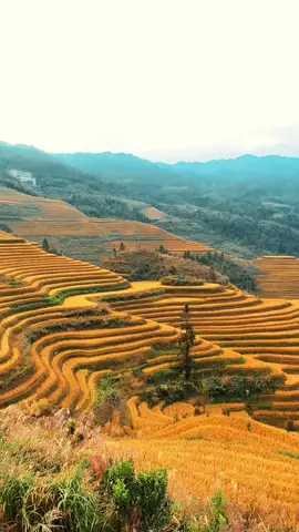 Golden autumn of harvest in Longji Rice Terraces, Guangxi, China. #china #chinatravel #mountain #beautifuldestinations #beautifulview #guangxi #autumn #landscape