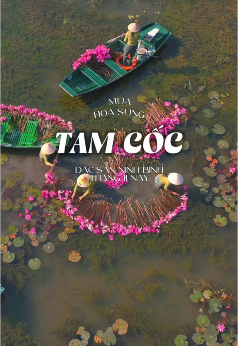 Nhớ săn hoa súng Tam Cốc - Ninh Bình vào buổi sáng thui nha các bác #ninhbinh #tamcoc #tamcoc_bichdong_ninhbinh #disanvietnam #muathu #vietnam #trangan