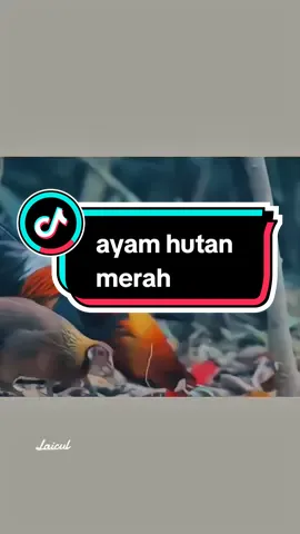 ayam hutan merah anting putih Ayam hutan merah(red jungle fowl)atau dalam nama ilmiahnya Gallus gallus adalah sejenis burung berukuran sedang, dengan panjang sekitar 78 cm, dari suku Phasianidae. Ayam betina berukuran lebih kecil, dengan panjang sekitar 46 cm. Ayam hutan jantan memiliki bulu-bulu leher, tengkuk dan mantel yang panjang meruncing berwarna kuning coklat keemasan dengan kulit muka merah, iris coklat, bulu punggung hijau gelap dan sisi bawah tubuh berwarna hitam mengilap. Dikepalanya terdapat jengger bergerigi dan gelambir berwarna merah. Ekornya terdiri dari 14 sampai 16 bulu berwarna hitam hijau metalik, dengan bulu tengah ekor yang panjang dan melengkung ke bawah. Kaki berwarna kelabu dengan sebuah taji. Ayam betina memiliki kaki tidak bertaji, bulu-bulu yang pendek, berwarna coklat tua kekuningan dengan garis-garis dan bintik gelap. Ayam hutan merah tersebar luas di hutan tropis dan dataran rendah di benua Asia, dari Himalaya, Republik Rakyat Tiongkok selatan, Asia Tenggara, hingga ke Sumatra dan Jawa. Ada lima subspesies yang dikenali. Di Indonesia, subspesies G. g. bankiva ditemukan di Jawa, Bali dan Sumatra. Ayam hutan merah hidup berkelompok, ayam jantan dengan beberapa ayam betina. Di pagi dan sore hari, mereka keluar mencari makanan di atas permukaan tanah. Pakan Ayam hutan Merah terdiri dari aneka biji-bijian, pucuk rumput dan dedaunan, serangga serta berbagai jenis hewan kecil. Ayam betina biasanya menetaskan antara lima sampai enam butir telur berwarna coklat muda pucat atau coklat kemerahan. Anak ayam dapat terbang setelah berumur satu minggu. Ayam hutan merah diyakini sebagai leluhur dari ayam peliharaan. Sejak kapan ayam hutan ini didomestikasi tidak jelas, tetapi mereka sudah diternakkan sejak peradaban Lembah Indus sekitar 5.000 tahun yang lalu. Sebagai salah satu unggas yang paling banyak ditemui dan diternakkan, ayam hutan merah dievaluasikan sebagai berisiko rendah di dalam IUCN Red List. #ayamhutanmerah#ayamhutanhijau#ayamhutankelabu#ayamhutan