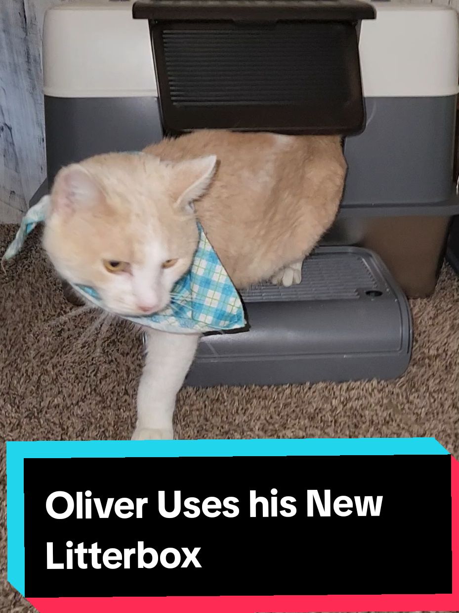 I was nervous he wouldn't use the swinging door, but he actually figured it out right away! #cleaning #stainless #steel #litterbox #swingingdoor 