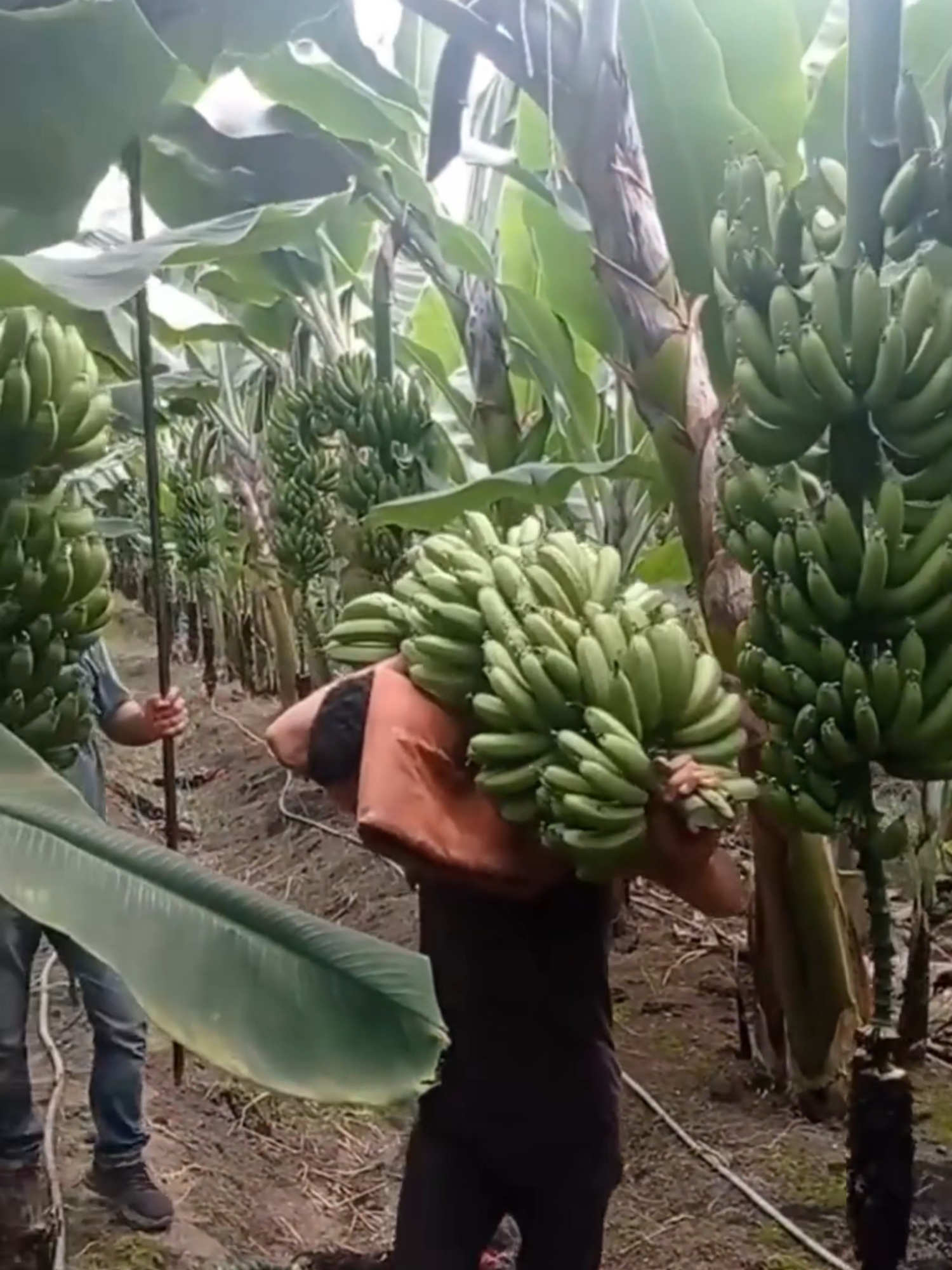 #fruit #fruits #asmr
