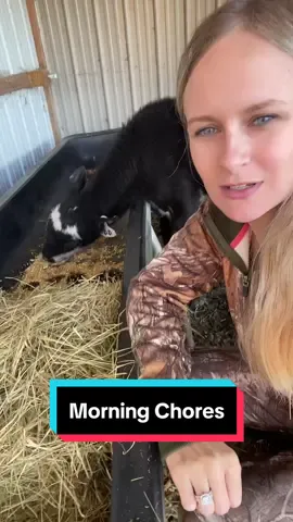 8AM Animal Morning Chores #animal #cat #dog #cute #calf #horse #horses #feed #fyp #Vlog 