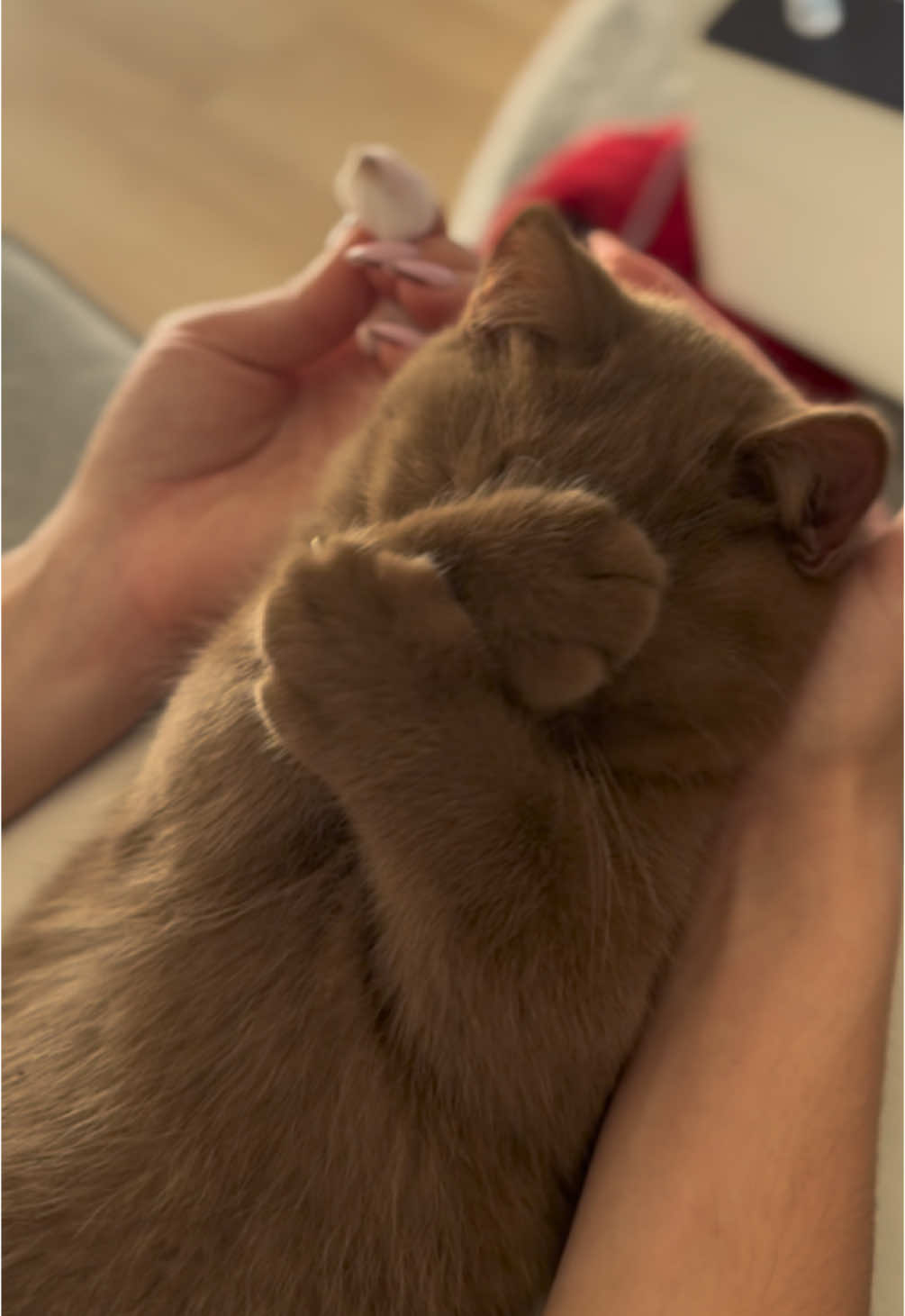 Nettoyage du nez et des yeux de Yoshi 🤎 #kittensoftiktok #kitten #britishshorthaircinnamon #britishshorthaircat #britishshorthair #fyp #foryourpage #pourtoi #pourtoii #chaton #chat 