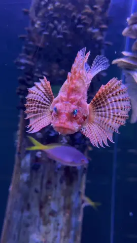 Meet the dwarf fuzzy lionfish! This Indo-Pacific species can be found in coastal reefs and estuaries 🦁🐠