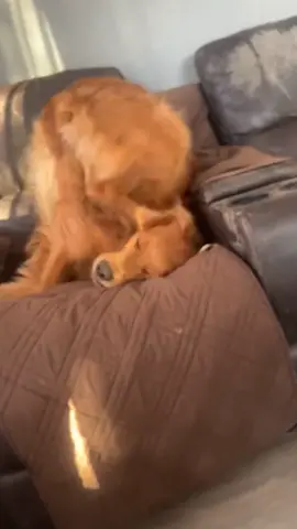 Hilarious Dog Scratches His Ears Upside Down!