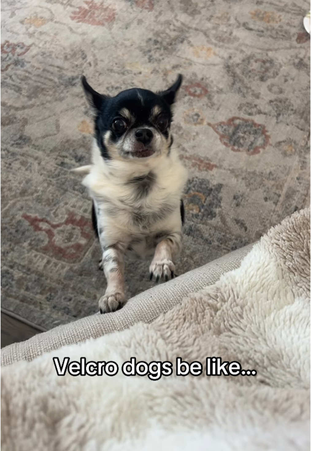 She wants her momma   #chihuahua #dogmom #fyp #puppytiktok #chihuahuastiktok #dogsreaction #seniordog #dogsoftiktok 