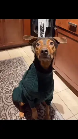 😂😂😂#carrot #likе #dog #omg 