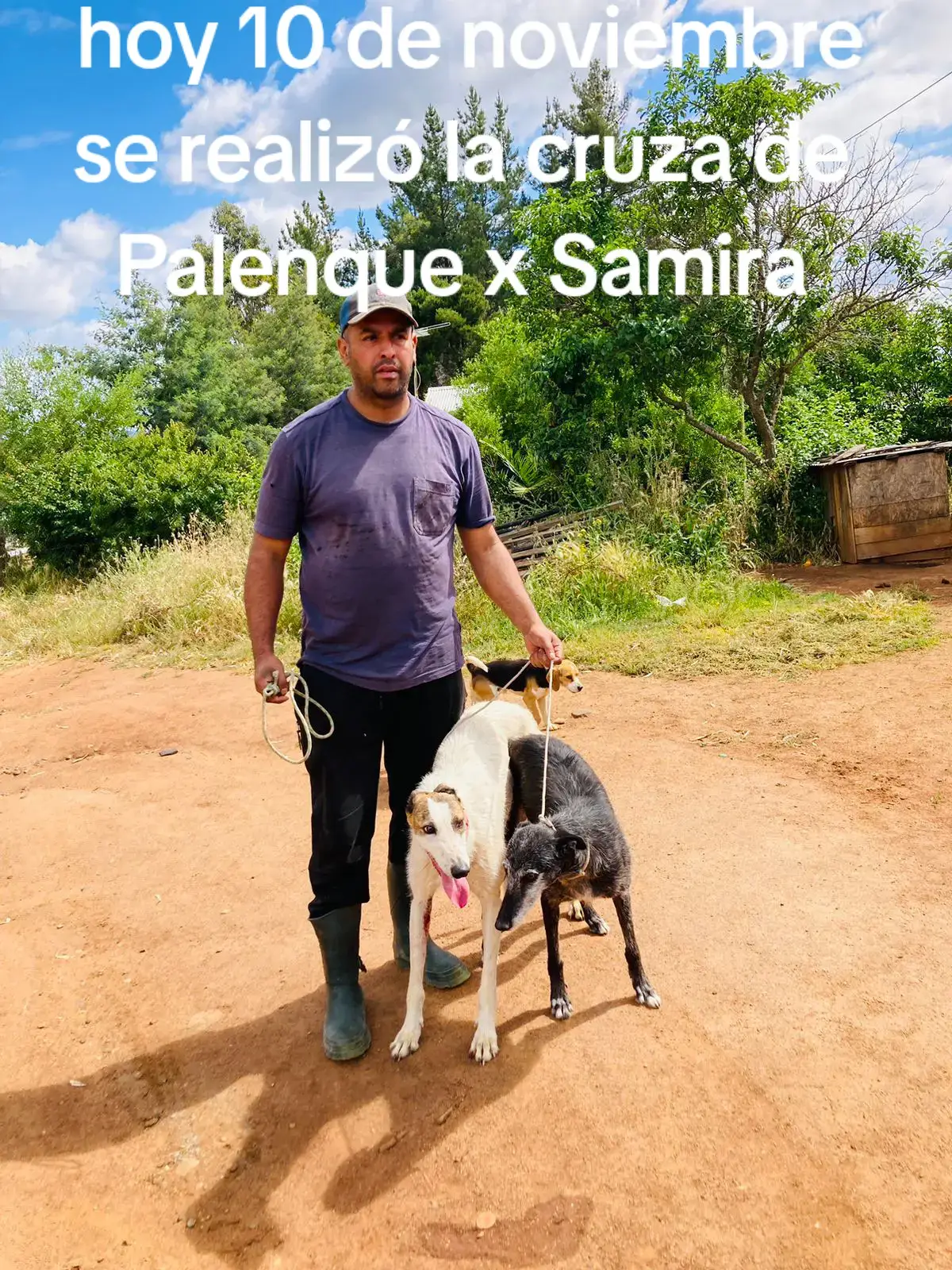 #palenque x Samira  galgos y liebre #region del ñuble