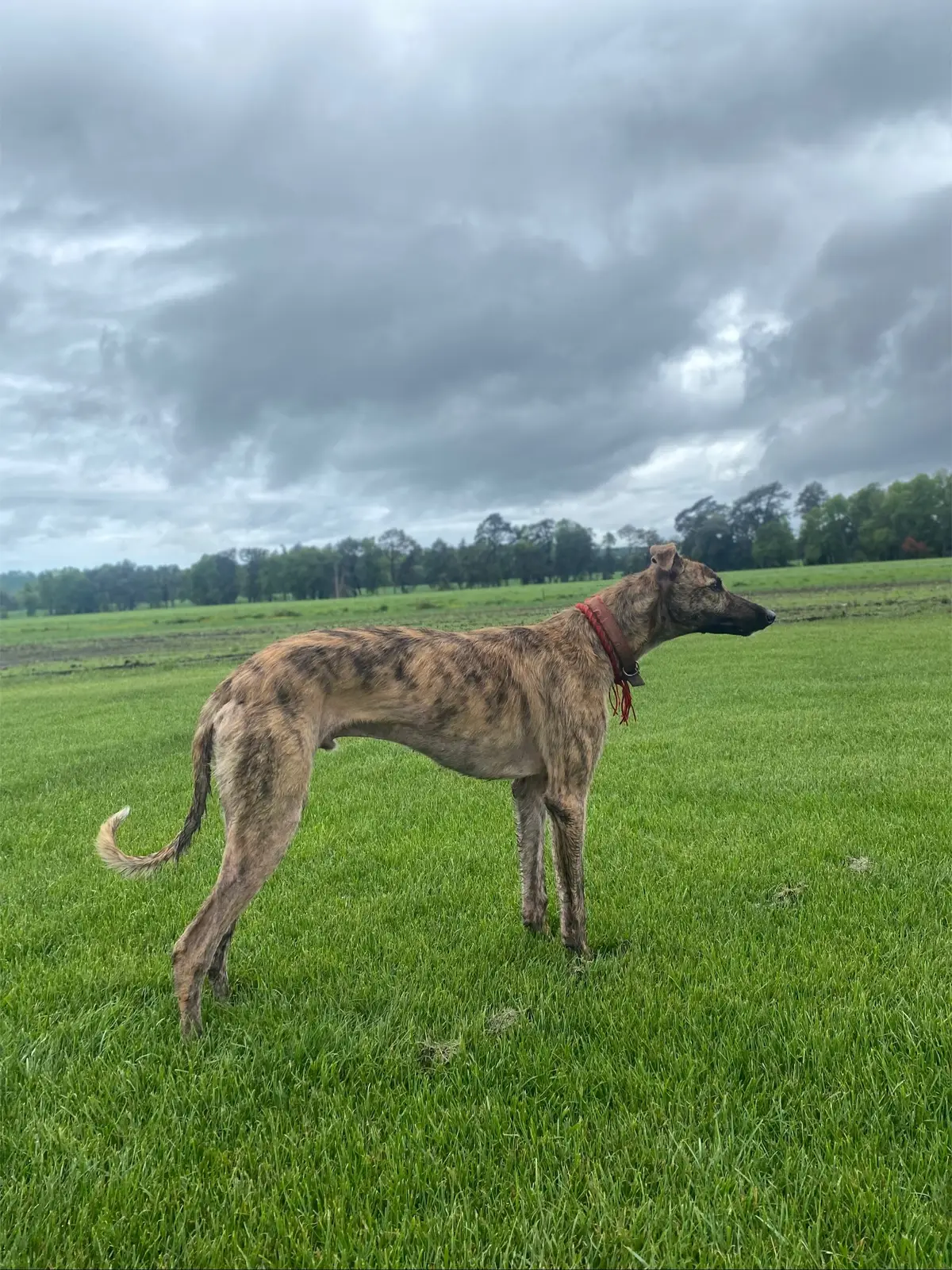 #galgos #galgoschile🐇🐕🤠 #galgosyliebres #galgosyliebres 