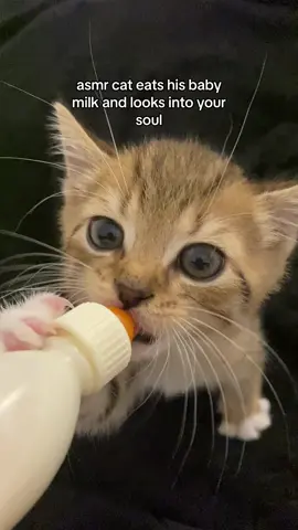 meow