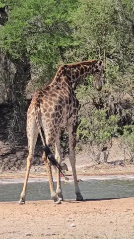 A sighting of a giraffe drinking water in the Kruger National Park. #giraffe #sighting #gamedrive #wildanimals #krugersightings #krugerpark #krugerparksafari #krugerwildlife #krugernationalpark #photography #shortfilm #nature #safari #safariafrica #safaricom #safariphotography #safariexperience #wildafrica #africa 