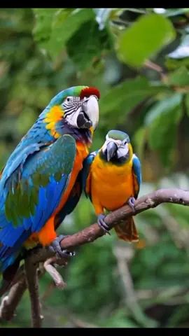 #funny #pet #animals #funnyanimals #fyp #foryou #dog #dogsoftiktok #account #unfreezmyaccount #funnyvideos  #dogtok #doglovers #shuoes #monkey #viral #Love