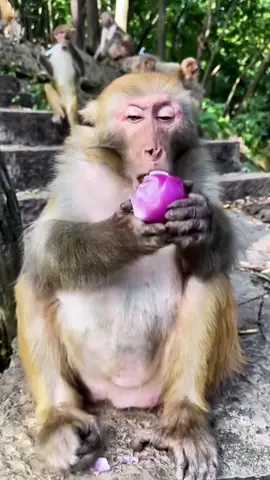 🐒🐒🐒#monkey #animals #funny 