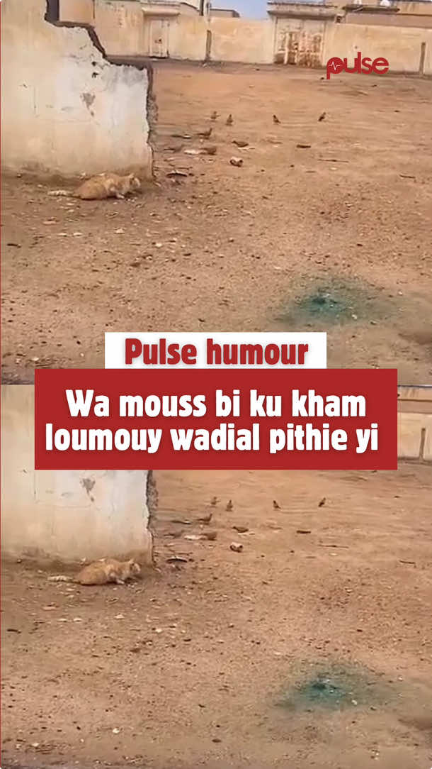 #PulseSenegal 