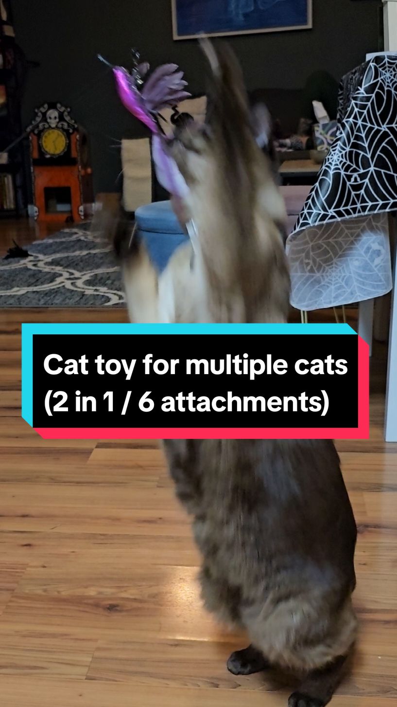 they get the Zoomiez too. #cattoy #cat #cattok #funnycat #catparents 