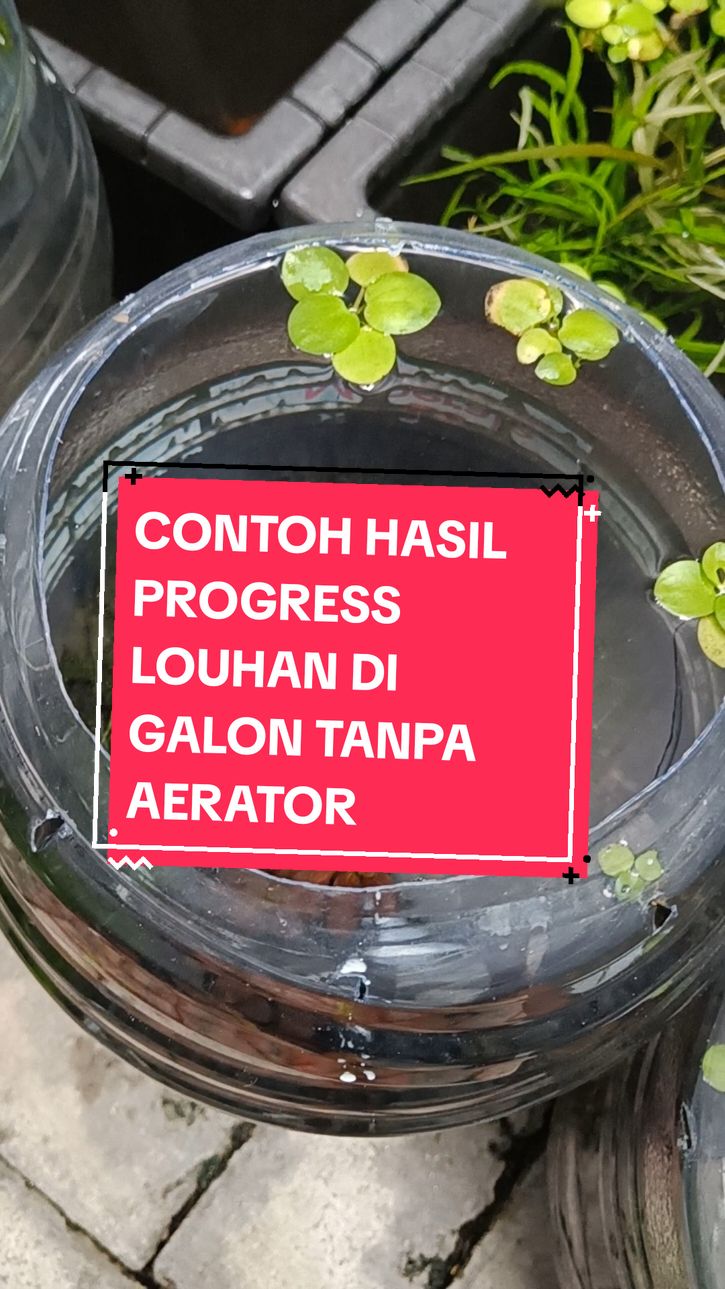 kenapa dipindahin ke tank? kalo udah bagus kan pengen dinikmati juga brooh.. 🤭 #merawatlouhan #f2kamfa #lohan #jenong #ikan #flowerhorn #louhan  #ikan #flowerhornfish #louhankamfa #ikanlouhan #kamfaf2 #ikangalon #