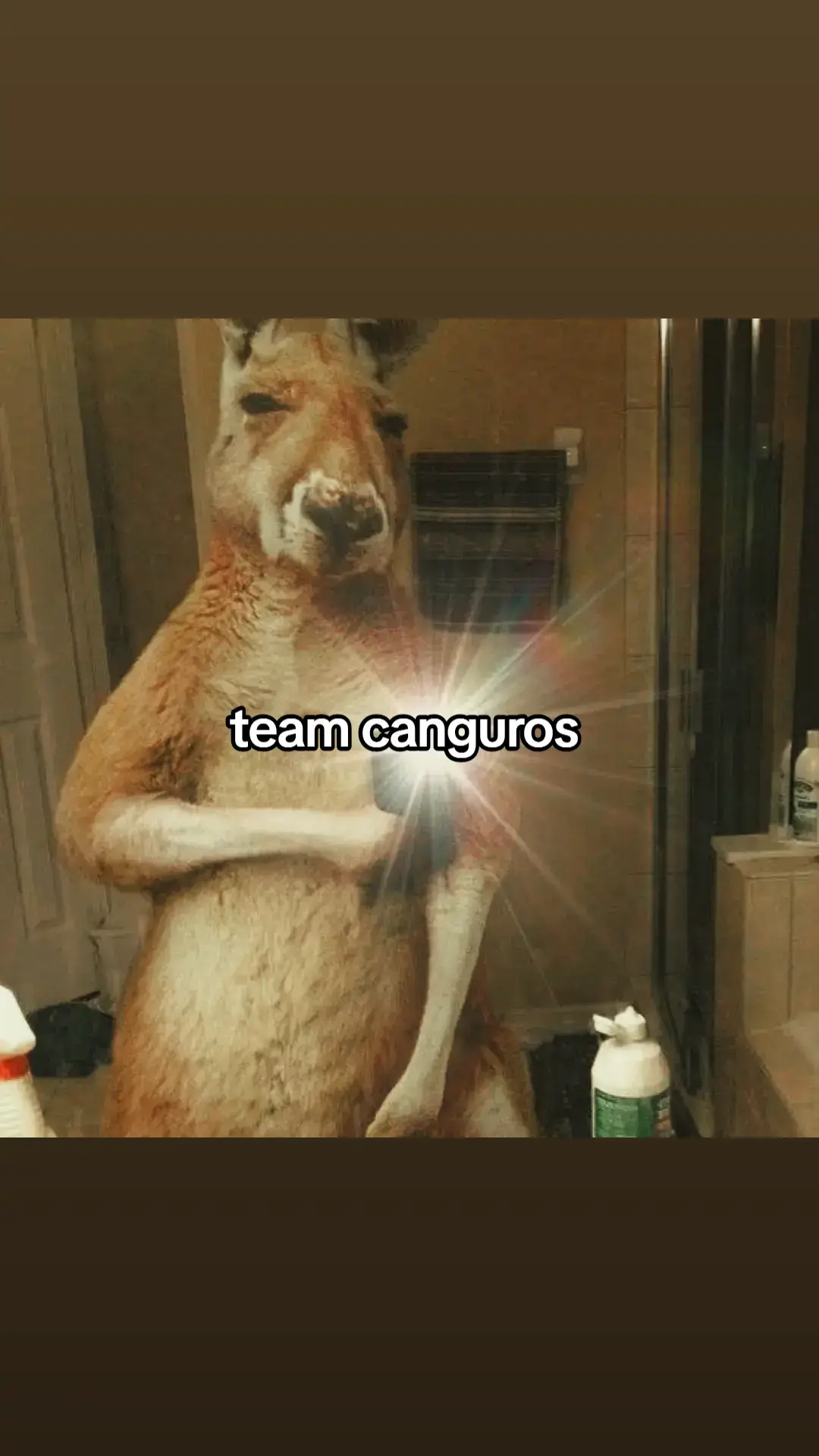 teamcanguros#canguro 