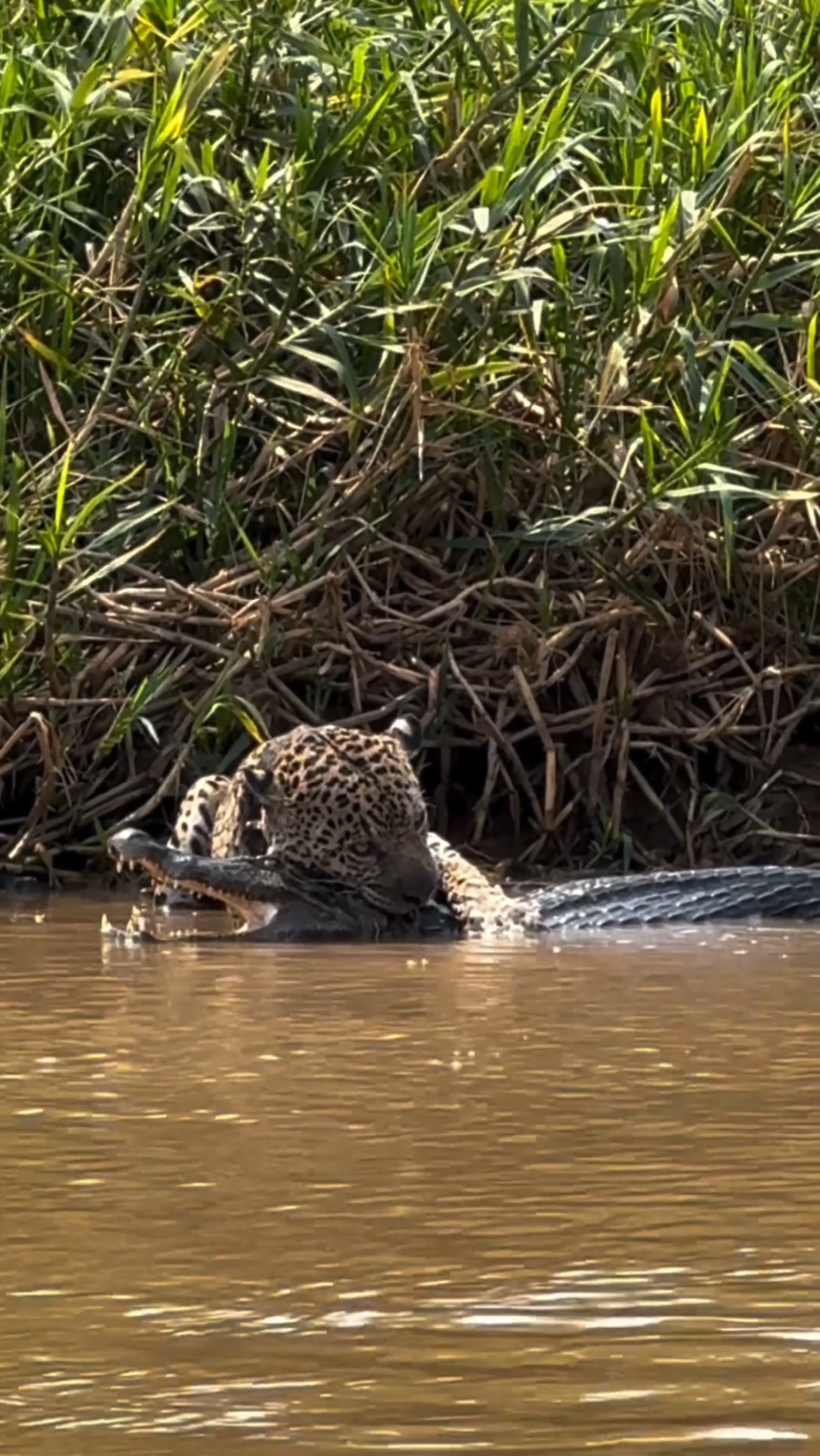 A big attack from a jaguar #jaguar #attack #foryoupag #nature #fyp #wildlife #growmy #animal #crocodile 