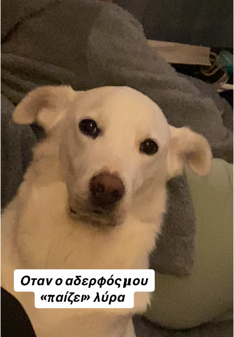 Εμείς καλά, εσείς; #oAristeroxeiras #greektiktok #musica #fy #fyppppppppppppppppppppppp #foryoupage #foryou #greek #kemence #viral #dog #emma #funnytiktok 