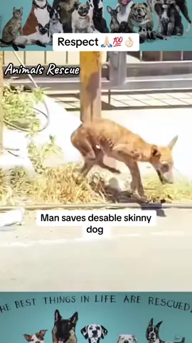 Animals Rescue #dogrescue #rescuedog #dogsofttiktok #foryoupage #foryou #dogs 