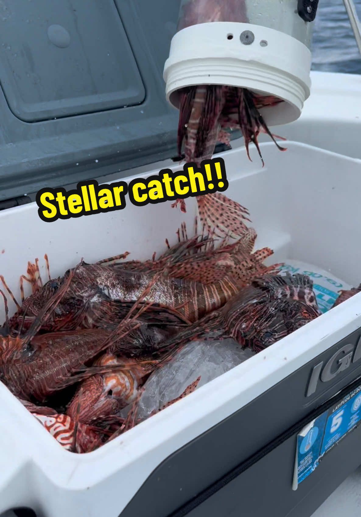 My man Ryan with an incredible catch! Miami was in need of a good Lionfish removal and we were able to do that!! #nonprofitorganization #floridaman #natethelionslayer #lionfishextermination #nature #invasivespecies #caribbeandiving #showusyourzk #huntinglionfish #lionfish #lionfishguy #miami @Alex Borsutzky @Rachel Taub @ZooKeeper @Diveforcee @Nathaniel Sorensen 
