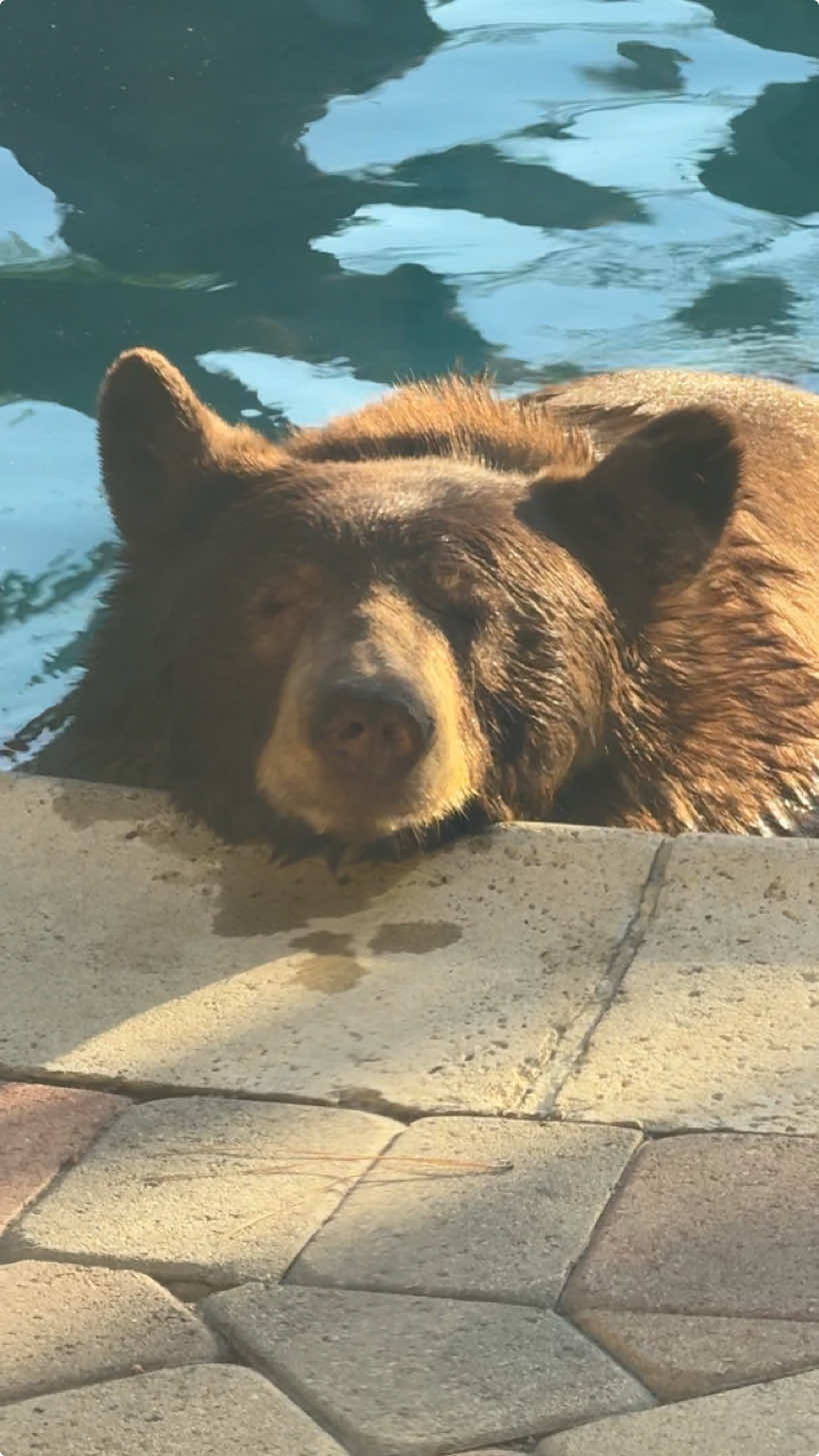 Who else is tempted to get in the pool with the bear?! 😅😉#wildanimals #blackbears #funnyanimals #bearsoftiktok #lolz 