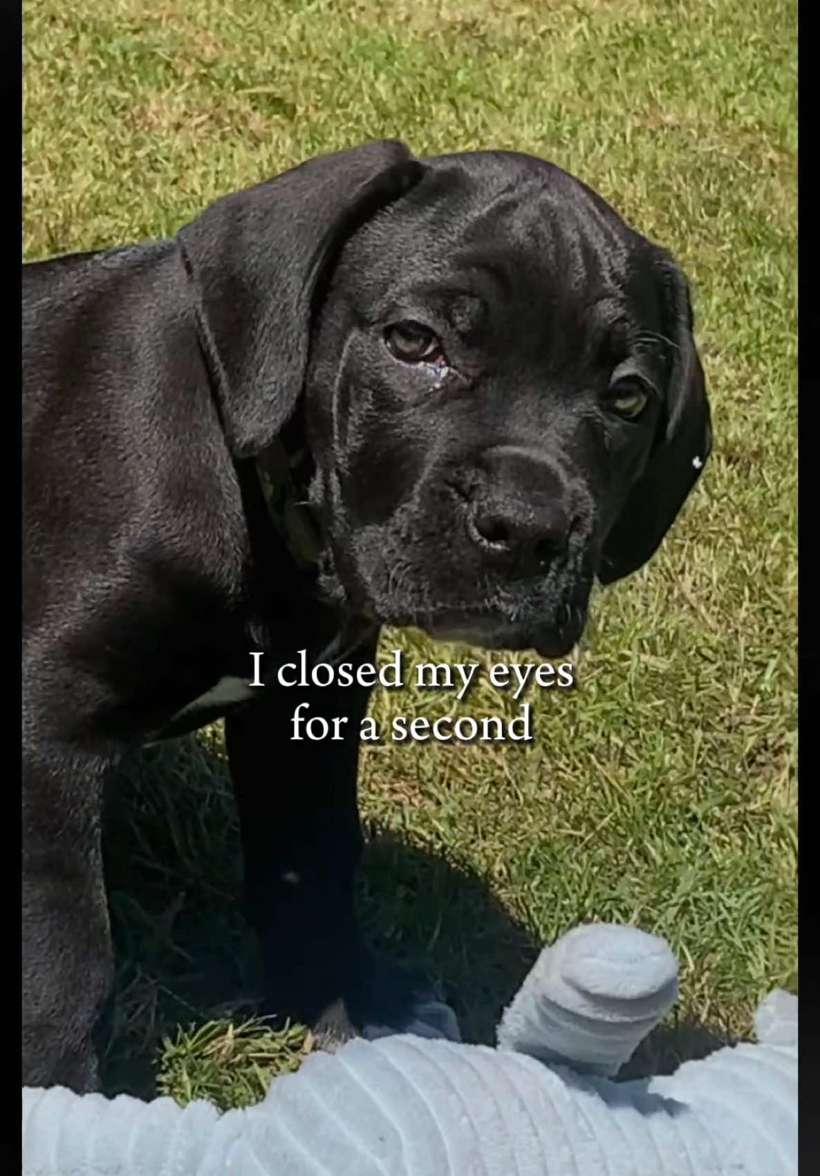 4 next year and yes still toy mad 🥺🧸🖤 #dogsoftiktok #canecorso #canecorsomastiff 