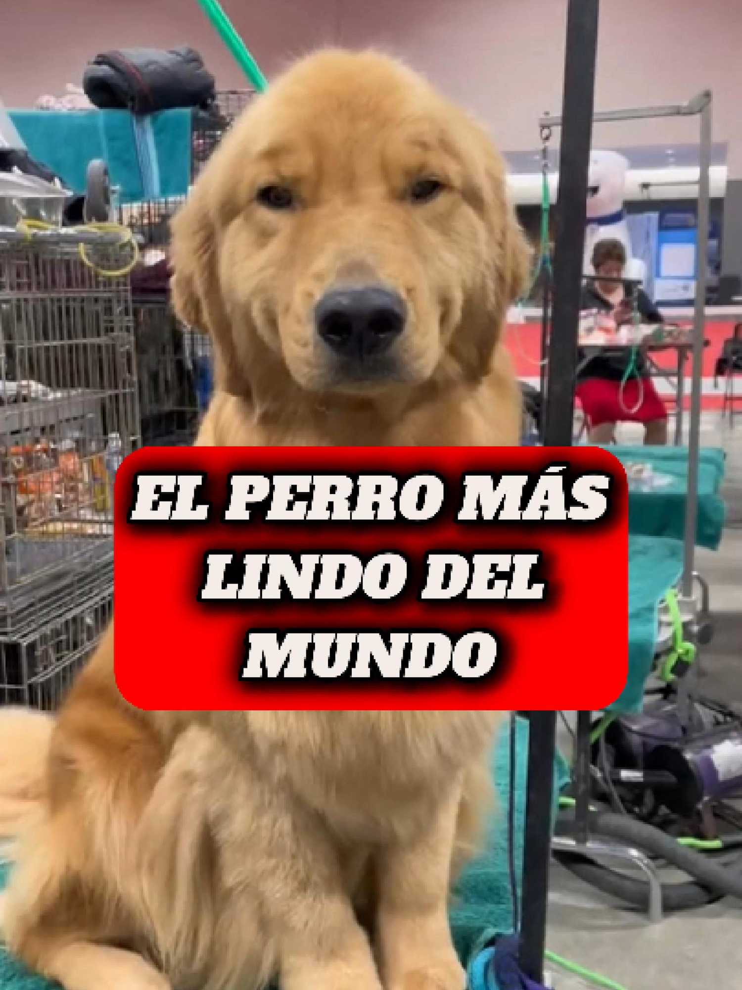 El Perro Más Lindo Del Mundo #animales #fyp #dogsoftiktok #goldenretriever #cute #perros #mascotas #animales