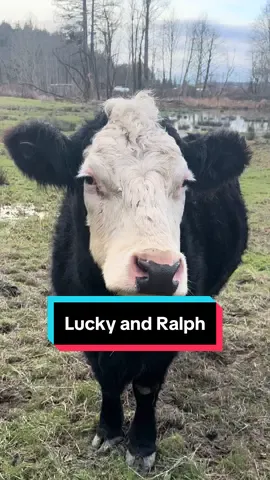 Just Lucky and Ralph looking for treats ! #fyp  #farm #ranchlife #ranch #fy  #countrymusic #countrylife 