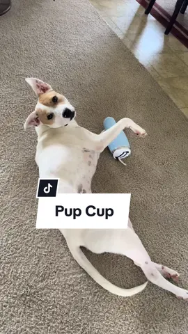 Do you also buy a christmas gift for your dog? It’ll be our first Christmas with a dog. He’s going to be spoiled. 🐶 #tiktokshop #ttshop #fyp #tiktokcybermonday #tiktokblackfriday #doglover #dogsoftiktok @PUPROAR #christmas 
