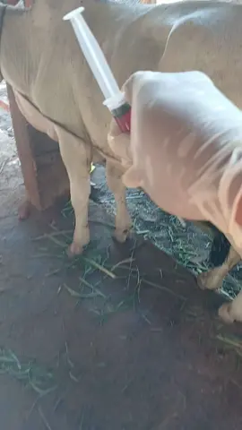 Sapi nya kalem!! injec Vitamin B12 #animals #shorts #cow #viralvideo #tiktokviral 