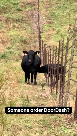 #angus #blackangus #calf #weaning 
