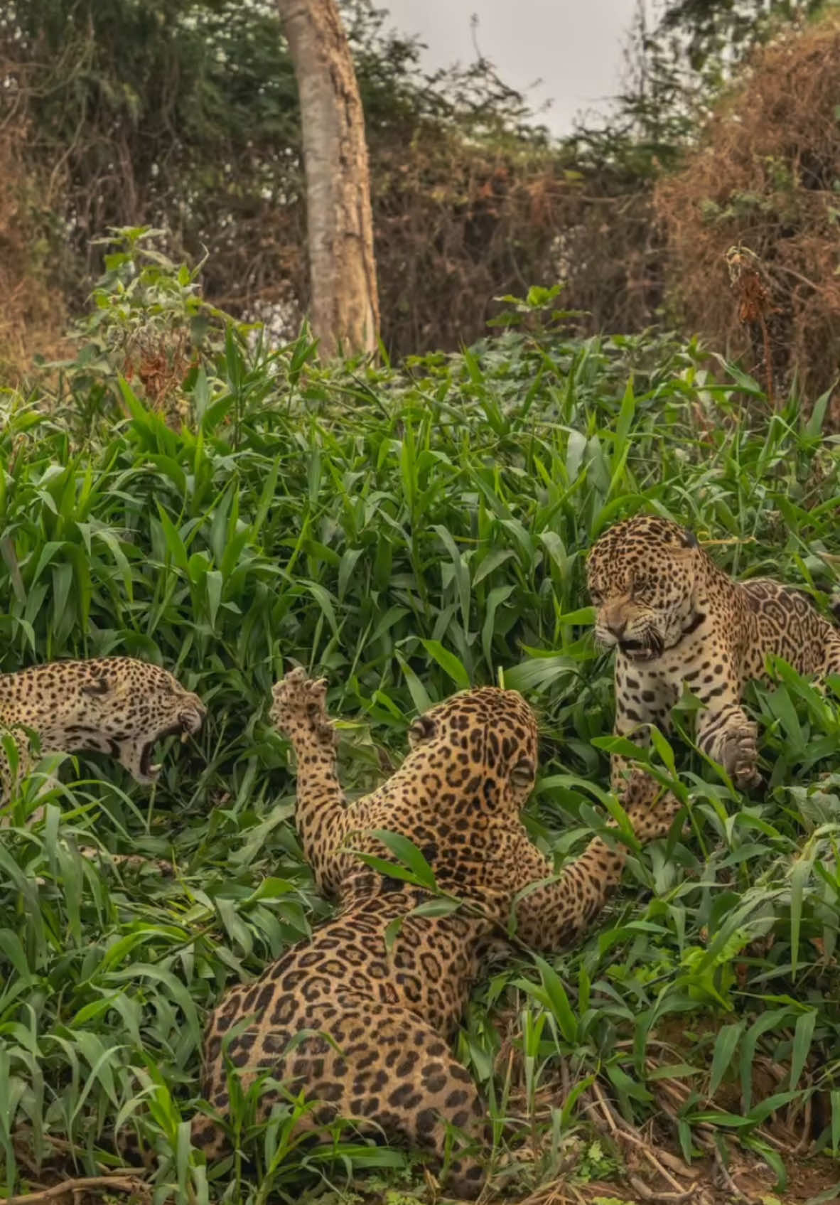 Jagaur mates female in front of 2 other males and fights them off 🤯 #jaguar #fyp #viral #nature #brazil #cats 