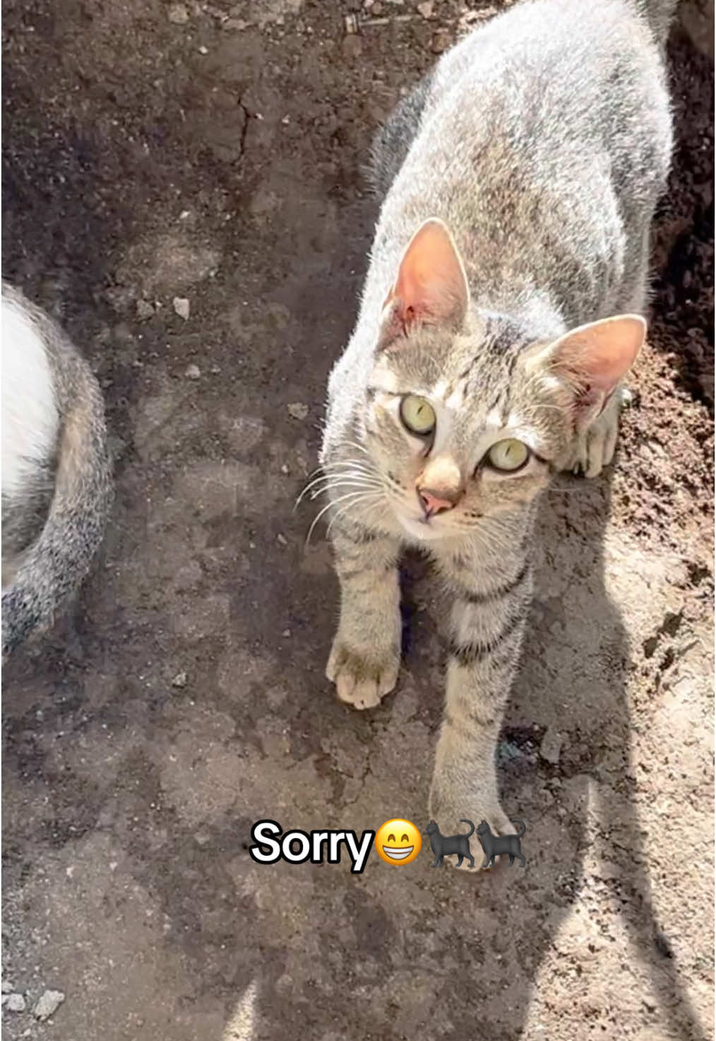 Sorry for interrupting guys🤣🤗🐈‍⬛.#cats #catsoftiktok #stray #province #holiday #nativecat #local #tilapia #fyp #foryou #foryoupageofficiall #adorable #adorable #talkingcat 