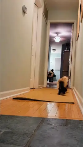 Wearing a mask to scare a cat#cat #funny #happy #interesing