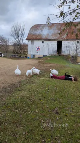 One of our daughters pretended to faint in front of the geese tonight to see how they would react. I think the cat cared more than the geese. @Andy Peterson @tristenn #gr8fulroots #geese #farmtok #farmlife #geesetok #sebastopolgeese #geeseoftiktok #faint #catsoftiktok #cat #whocares #farmersdaughter #lifealert #serviceanimal 