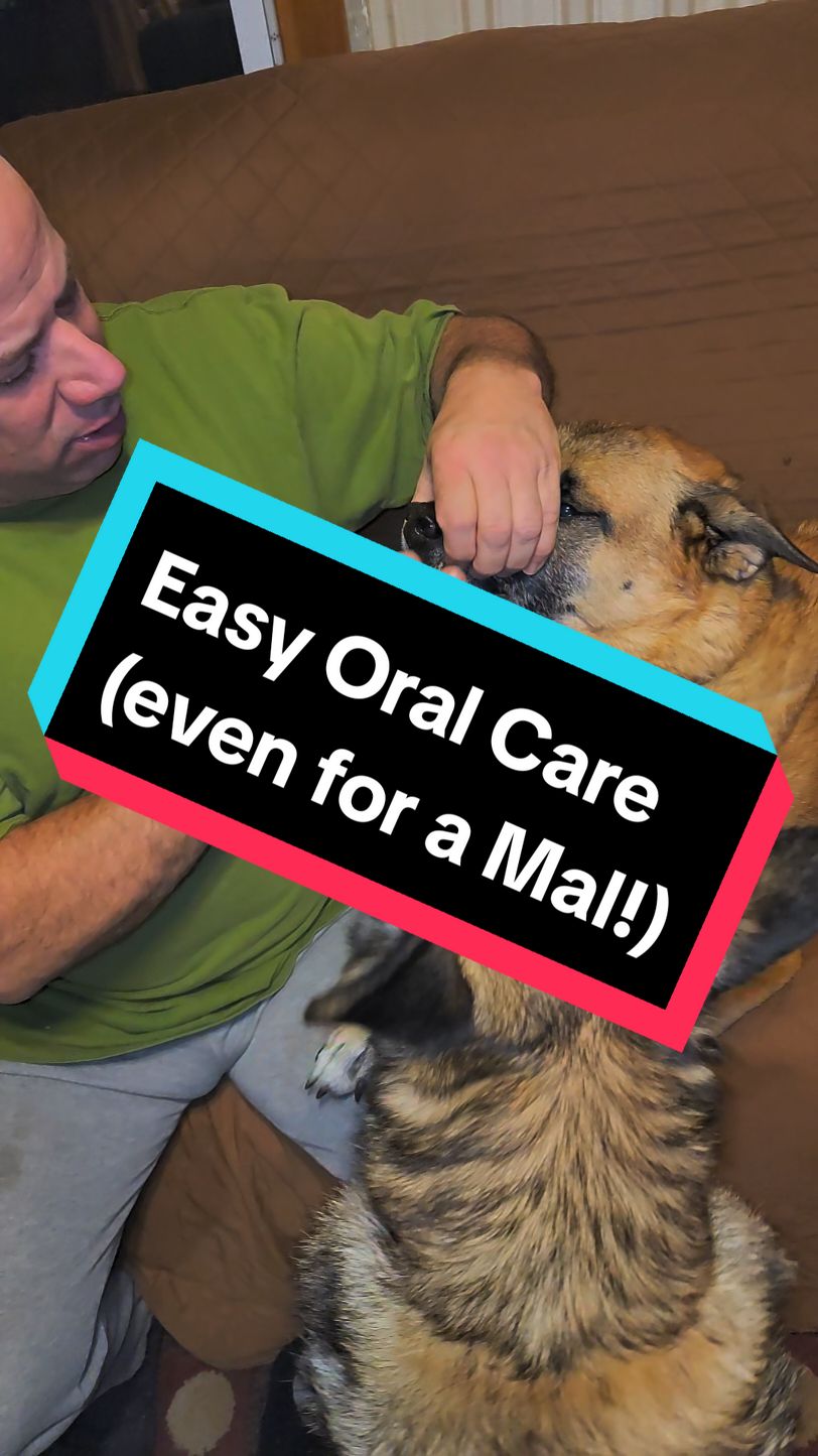 #fyf #fypシ゚viral #ffyp #foryourpagе #FallDealsForYou #Christmas #dogsoftiktok #belgianmalinoisoftiktok #germanshepherdsoftiktok #rescuedogsoftiktok #pawrents #oralcare #dogtoofs #teeth #holiday #stockingstuffers #Giftideas #tiktokshopblackfriday #blackfriday #blackfridaysales #tiktokshopcybermonday #barkle #gel #killsbacteria Oral Care is so important for everyone; Hoomans & Puppers alike. 80-90% (different studies had different percents) of 3 year old dogs have some form of #dentaldisease This can cause expensive fixes, it's uncomfortable even painful for the dog and in some cases, take years off a dog's life. To prevent it, take care of those toofs! And this gel will help you get to a bacteria free pup mouth. The ingredients kill the bacteria causing bad breath and disease, it's easy to use and as you can see, even for the first time, they really don't mind it! Toss a bottle in the pupper's stockings this holiday season!)