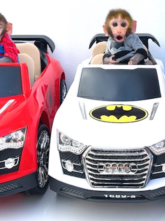 Monkey Baby Bon Bon🐒🚗🐒 Turns Into a Superman and driving 🛻a car to bring 🚗ducklings home #cutelittlemonkey #babymonkey #AnimalHT #Ducks #Duckling #Puppy 