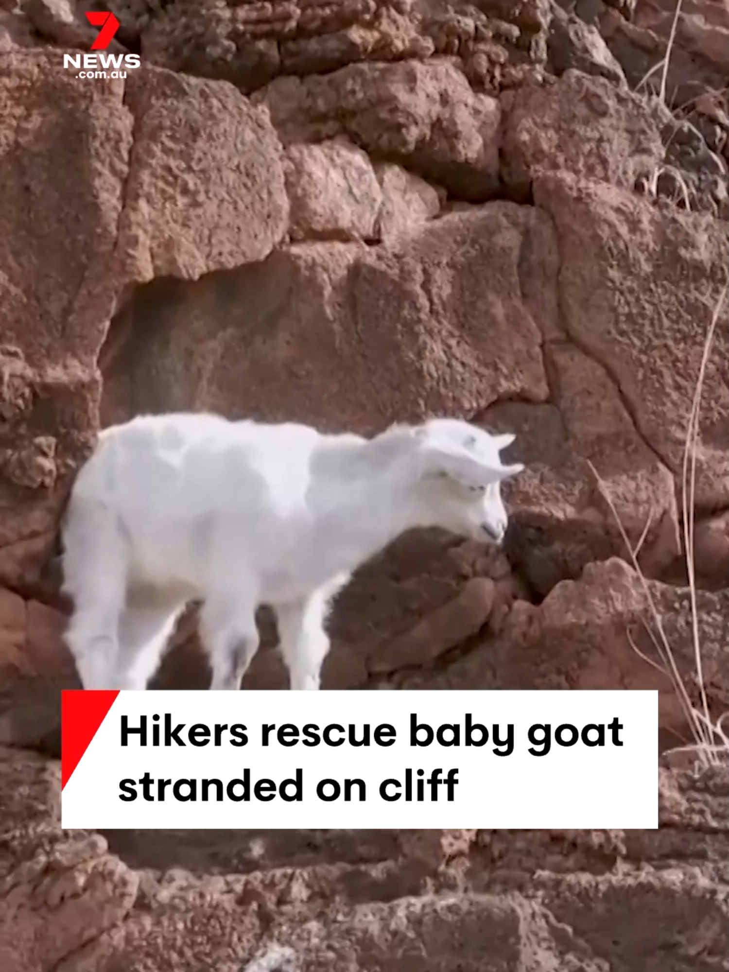 A group of hikers in Honolulu have rescued a baby goat, which they later named Bala, after it had been stranded on a cliff for four days. #goat #goatrescue #animalrescue #Honolulu #Hawaii #animals #7NEWS