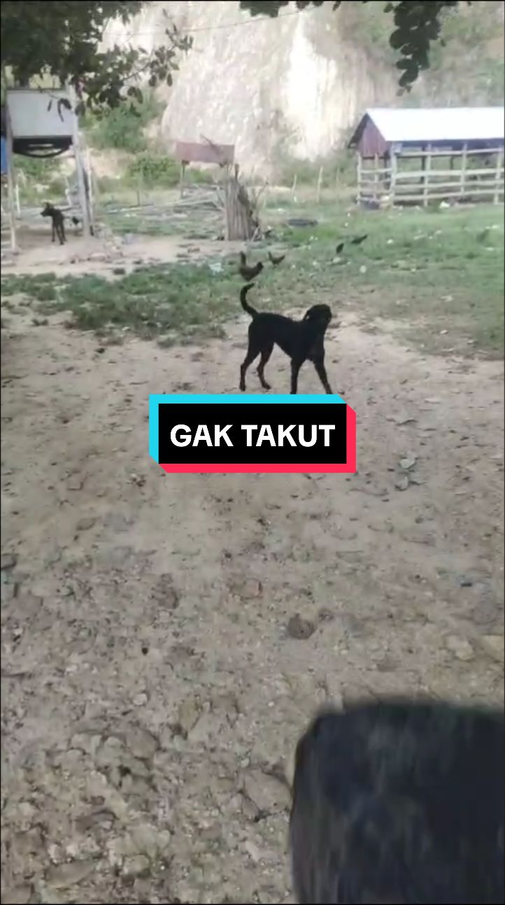 kurir sedang pura pura tidak takut #jntexpressid #viral #fyp #fypdonggggggg  credit @laoga.bm 